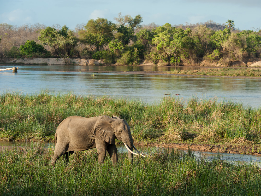 141eaff1689afb242f2_1000x750 Nyerere National Park