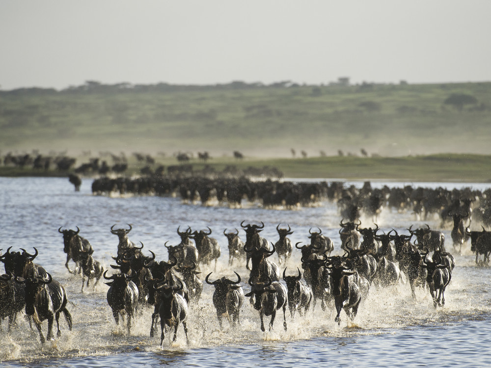 15481349a64f0761c0_1000x750 Serengeti National Park