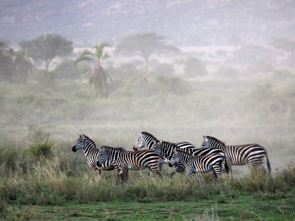 22800e596070b817b26f9_1000x750 Serengeti National Park