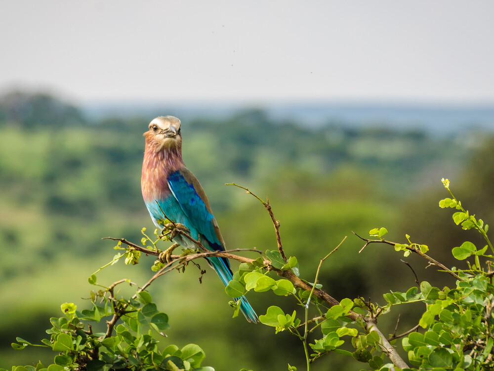 Colorful,Bird,In,The,Tarangire,National,Park,In,Tanzania