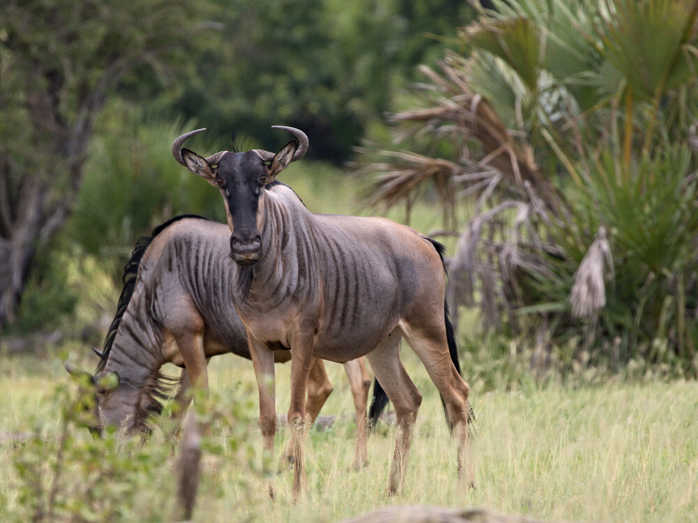 Blue,Wildebeest,(connochaetes,Taurinus,).,Nyerere,National,Park.,Tanzania.,Africa.