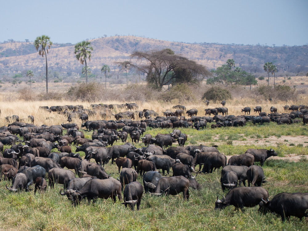 Herd,Of,Hundreds,Of,African,Buffalos,(syncerus,Caffer),Grazing,On