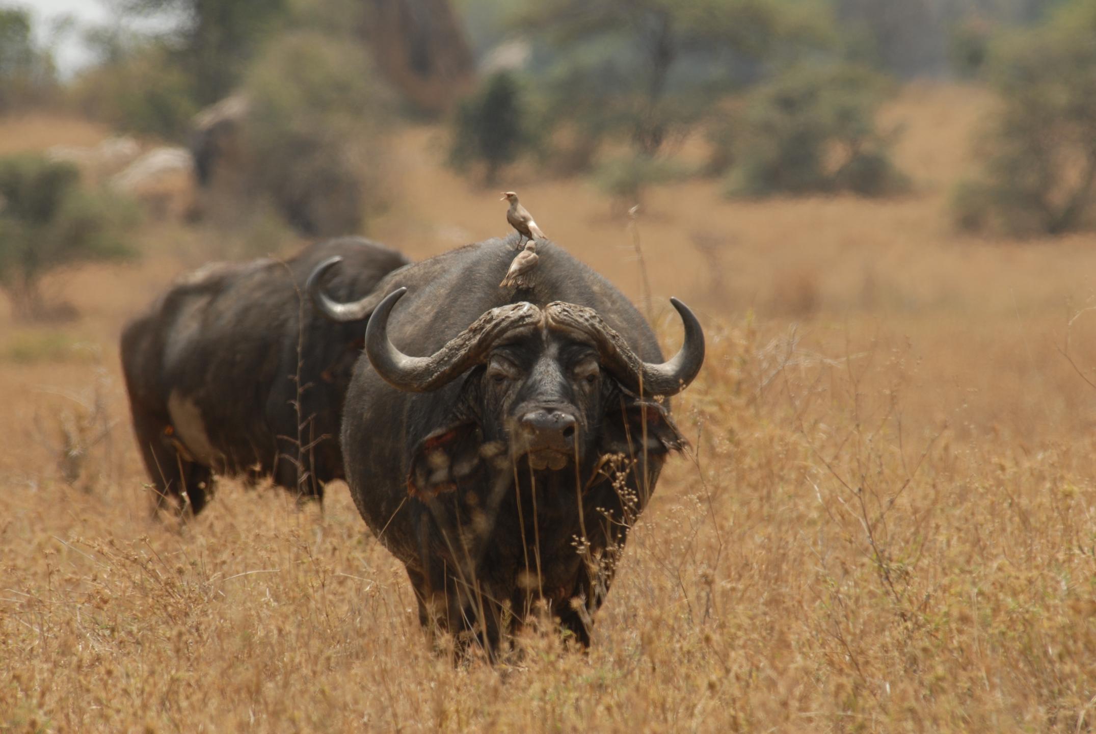 Mwiba Lodge_4