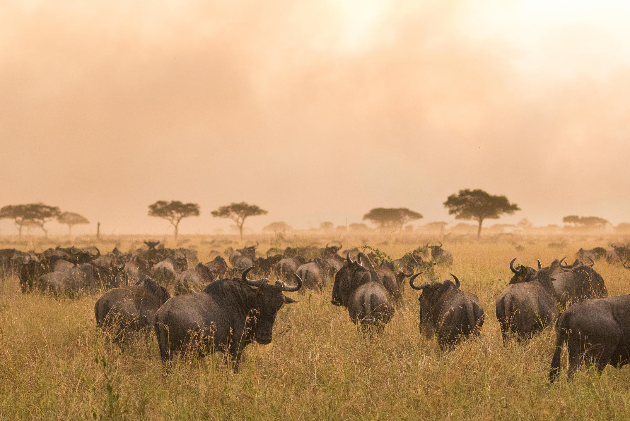 The Great Migration