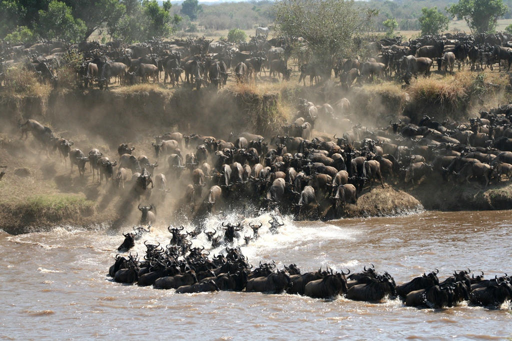 The Great Migration_1