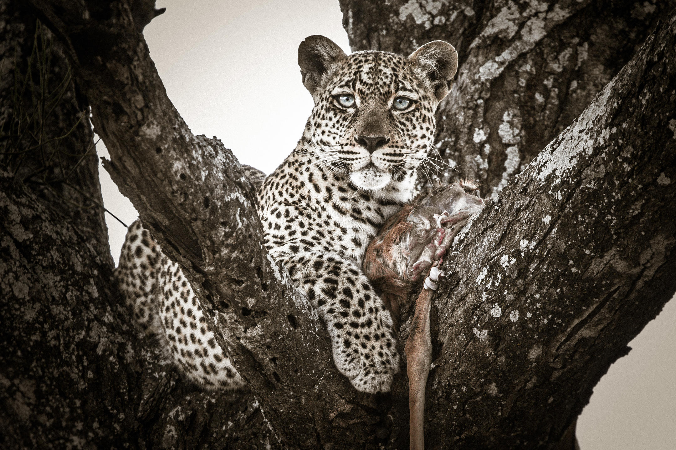 legendary_expeditions_-_mwiba_experiences__wildlife_-_scott_ramsay17