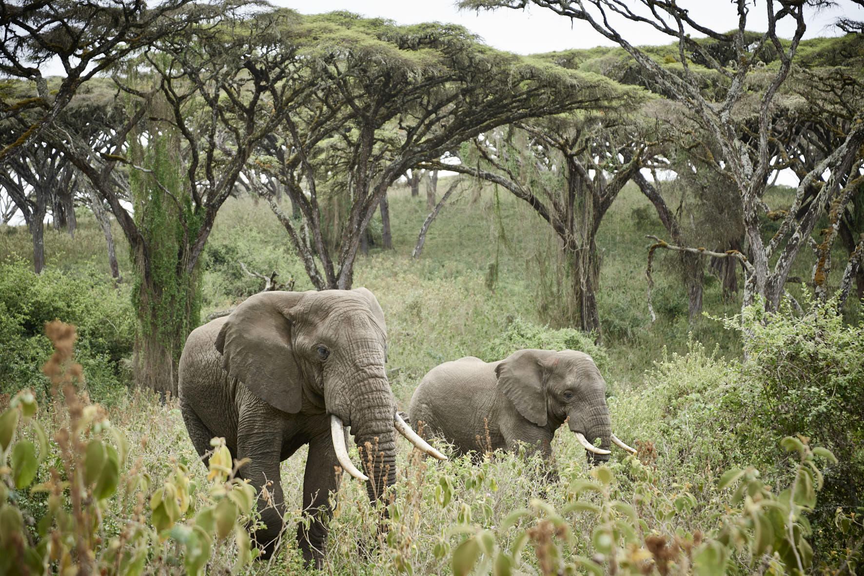mw181129ngorongorolodge_46_0251